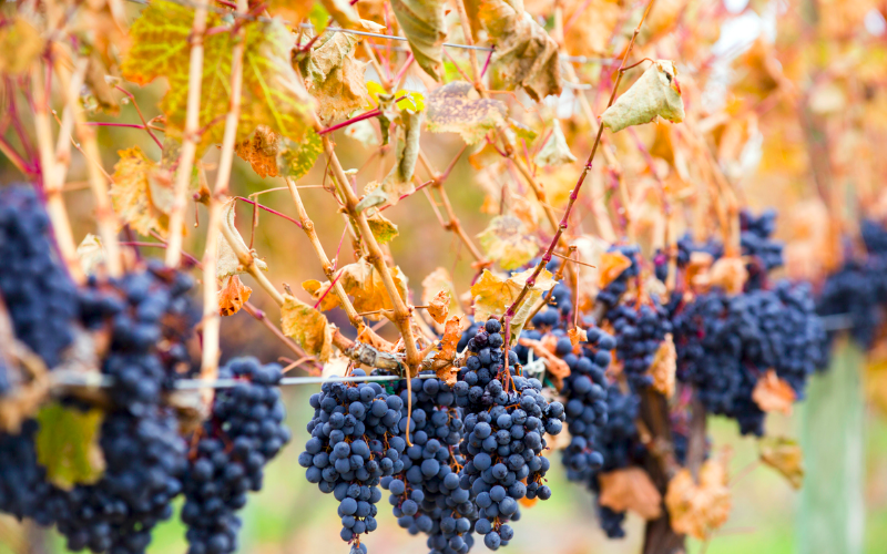 kelowna-s-southeast-gem-a-fall-escapade-with-scenic-farms-s-mores-and-wine-tasting-800x500-1699305576.jpg